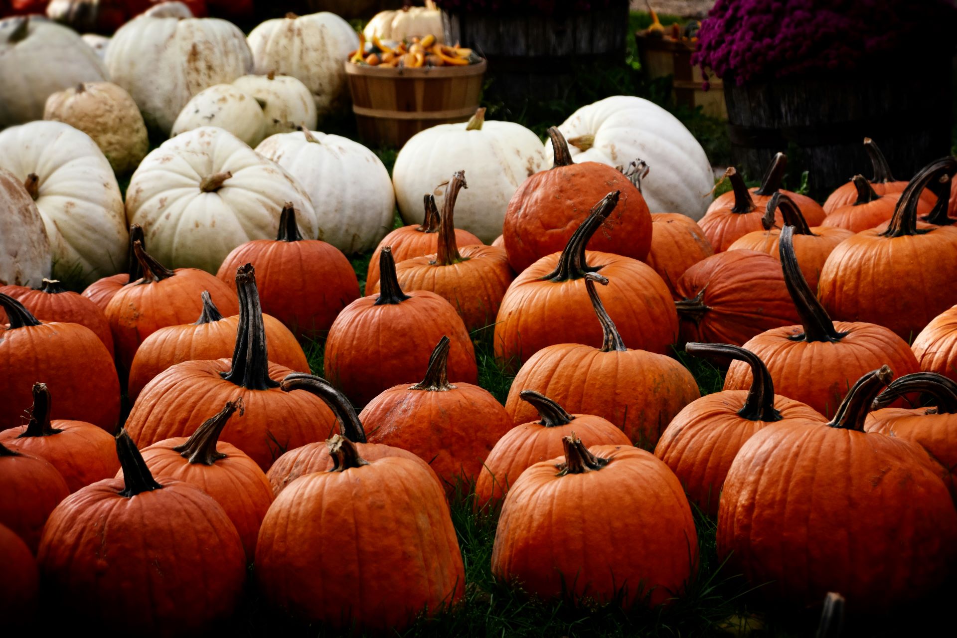 Spooktacular Halloween Market