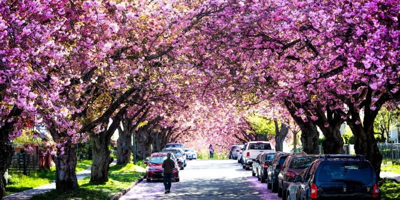 Vancouver Cherry Blossom Festival 2025
